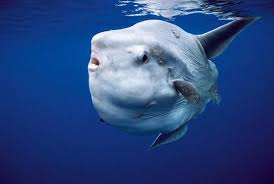 La respiración la realizan por medio de su piel, aunque existen familias de sanguijuelas (piscicolidea) en las que se observan pequeñas. El Pez Luna Respira Por Branquias Criaturas Del Oceano Animales Criaturas Marinas