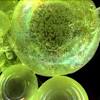 The rough endoplasmic reticulum has ribosomes. 1