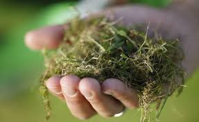 Moos Dauerhaft Entfernen So Wird Ihr Rasen Wieder Schon Pflanzen Gartenarbeit Moos Im Rasen