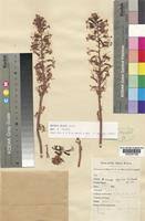 Image result for Drimia elata