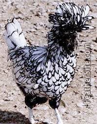 Grey Bird With Red Mohawk Mohawk Needs To Know What Kind Of Chicken She Is Polish Chicken Fancy Chickens Wild Chicken