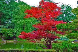 Les plantes à feuillage persistant donnent à notre extérieur une apparence chic. Archive Du Blog Erable Du Japon Jardin Japonais Jardin Zen Jardins