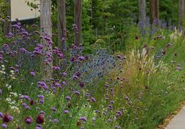 Prairie Garden Prarie Garten Fertiger Mix Naturnaher Garten Winterharte Pflanzen Garten