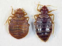 The term usually refers to species that prefer to feed on human blood. Bed Bug Solutions Prevention Services Victory Pest Solutions