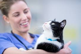 Keep your pets smiling with this guide to keeping their teeth healthy