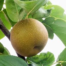 Image result for Pyrus pyrifolia