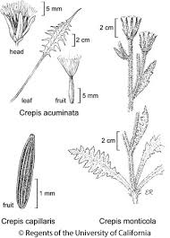 Image result for Crepis newii
