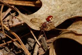 Image result for Nesaea pygmaea