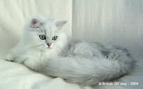 Find That Cat Breed Page 7 Russian Blue Cat Cats Cat Breeds