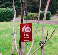 DIY Tree Identification Tags for Fruit Trees
