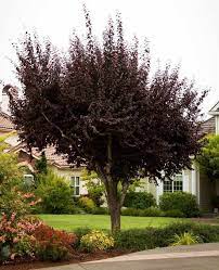 Check spelling or type a new query. Gartenstraeucher Roten Blaettern Prunus Cerasifera Kirschpflaume Flowering Plum Tree Purple Leaf Plum Tree Small Trees