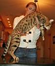 Savannah Cat Breeders - Savannah Cats, Bengal Cats For Sale
