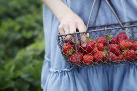 Where can i pick my own flowers near me. Best Fruit Picking Near Nyc Top 11 Fruit Farms To Visit Near Me