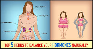 Top 5 Herbs To Balance Your Hormones Naturally Ladies Heath Mag Hormone Imbalance Balance Hormones Naturally Hormones