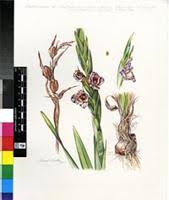 Image result for Gladiolus ecklonii