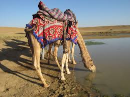 How do you ride on a camel? The Ups And Downs Of Riding A Camel Erica In Wonderland