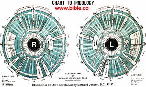 12 Best Iridology Charts Left Eye Chart Right Eye Chart