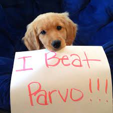 Berkley Beat Parvo Goldenretriever Puppy Parvo Fighter Golden Retriever Parvo Retriever