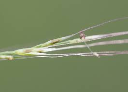 Image result for Moorochloa eruciformis