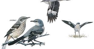 Northern Mockingbird Brown Bird With White Stripes On Wings And Tail This Very Common Conspicuous Mimid Of The Southern United States Is Known For Its Loud Mimicking Song Often Heard During Sp Common Birds Mocking Birds Birds