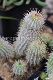Image result for Hoodia currorii