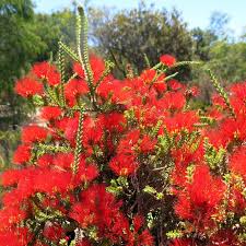 Image result for Xerophyta squarrosa