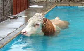 Funny Bull Swimming Now We Have Seen It All Ausgestopftes Tier Schwimmbader Tiere