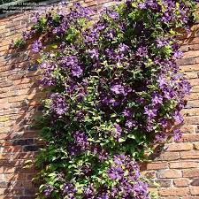 All our plants are at least 2 years old when sent out. Clematis Viticella Online Kaufen Clematisonline