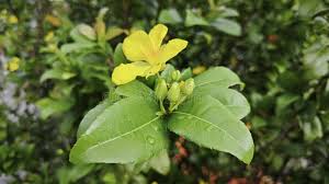 Image result for Ochna kirkii