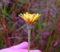 Image result for Hypochaeris radicata