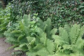 Farn Efeu Gartenreise Belgien Holland Garten Farn Reisen