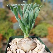 Image result for Albuca