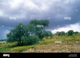 Image result for Acacia haematoxylon