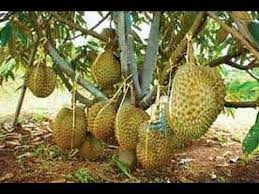 Durian musang king sudah tidak perlu diperkenalkan lagi di kalangan rakyat di malaysia. Jual Bibit Durian Musang King Kaki 3 Tiga Samudrabibit Com