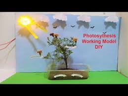 Photosynthesis Working Model For Science Fair Project Craftpiller Diy Youtube In 2020 Science Project Models Science Projects For Kids Photosynthesis Projects