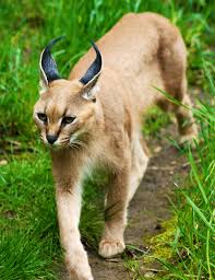 Located at 4001 sw canyon rd, portland, or 97221. Caracal Cat At Portland Oregon Zoo 3 13 Look At Those Beautiful Ears A Denning Photographer Caracal Cat Caracal Great Cat