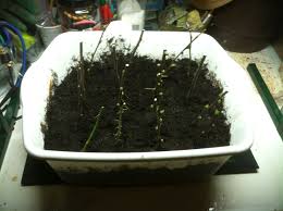 Jlpn inc., in the heart of the oregon willamette valley is an industry leading, wholesale producer of bare root and container grown, fruit and ornamental bare root deciduous shade tree seedlings, cultivar rooted cuttings, grafting and budding under stock. Fruit Trees How To Propagate Fruit Trees