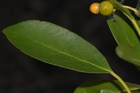 Image result for Cordia goetzei