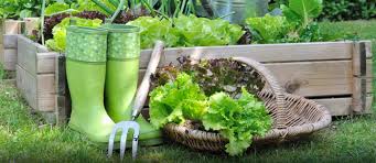There are mainly three varieties of peas are english peas, snow peas, plus chinese snap. Vegetables You Can Grow In Pots And Containers In Your Home Garden Zameen Blog