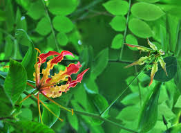 Image result for Gloriosa sessiliflora