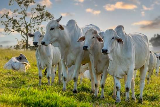 Rebanho bovino brasileiro deve recuar 2,8% em 2024, diz USDA - DATAGRO