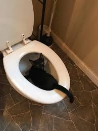 Pet fountains encourage pets to drink more. Psbattle Cat Caught Drinking From Toilet Photoshopbattles