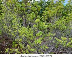 Image result for Suriana