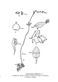 Image result for Utricularia stellaris