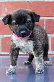 Pet valu 6718 ritchie hwy, glen burnie, md. Adoption Event At The Owings Mills Petsmart In Md Petfinder Event Calendar