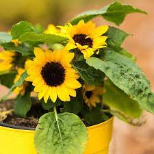 Quality topsoil will have a ph of between 5.5 and 7.5 and have more than 3 percent organic content. Growing Sunflower In Pots From Seed At Home Gardening Tips