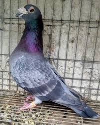 Pigeons Auf Instagram By Francisco Duran Pigeon Pigeons Racingpigeons Racingpigeon Pigeonsofinstagram Pigeonracing Guvercin Tauben Bird Birds En 2020 Oiseaux