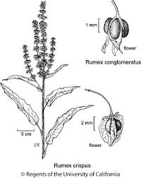 Image result for Rumex