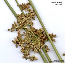 Image result for Juncus exsertus