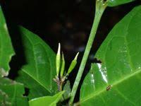 Image result for Massularia